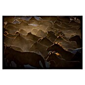 Papermoon Premium collection Fototapete Natur Pferdeherde (B x H: 400 x 260 cm, Vlies) | BAUHAUS