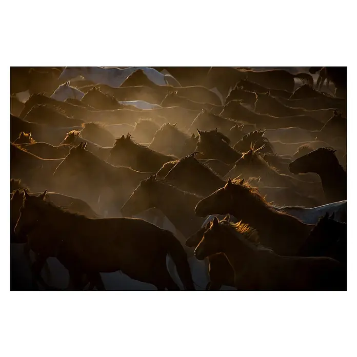 Papermoon Premium collection Fototapete Natur Pferdeherde - B x H: 500 x 280 cm, Vlies - Bild einer Herde Pferde, die im goldenen Licht galoppiert, Staub aufwirbelt und Bewegung und Kraft zeigt.