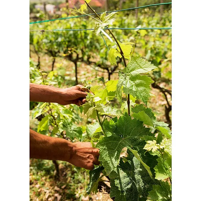 Faura Alambre plastificado - Ø x L: 1,1 mm x 50 m - Primer plano de manos podando vides en un viñedo en un día soleado, enfocándose en las hojas verdes.