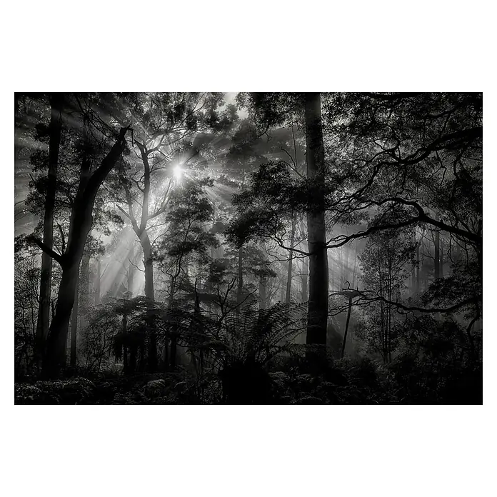 Papermoon Premium collection Fototapete Primärwald - B x H: 200 x 149 cm, Vlies - Ein Schwarz-Weiß-Foto eines dichten Waldes, durch dessen Bäume Sonnenstrahlen dringen und eine geheimnisvolle Atmosphäre schaffen.