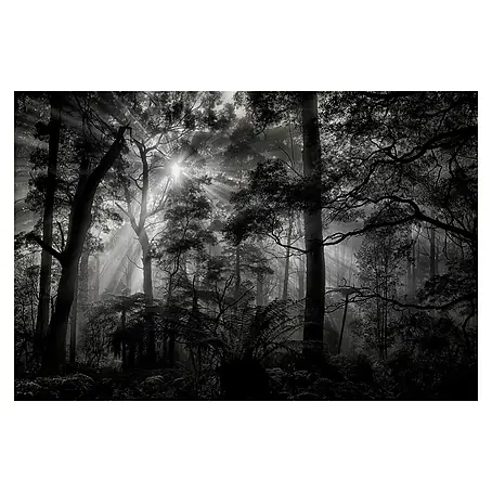 Papermoon Premium collection Fototapete Primärwald