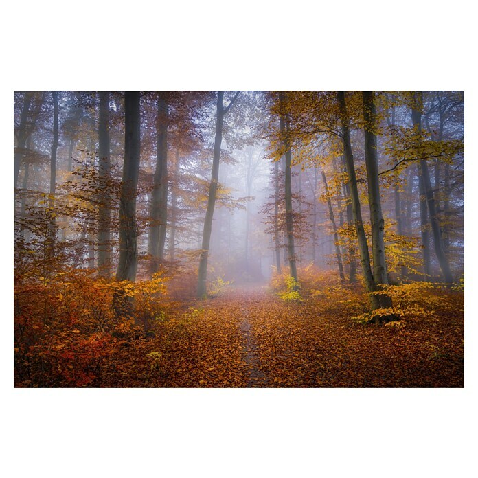Papermoon Premium collection Fototapete Oktober Trail (B x H: 300 x 223 cm, Vlies)