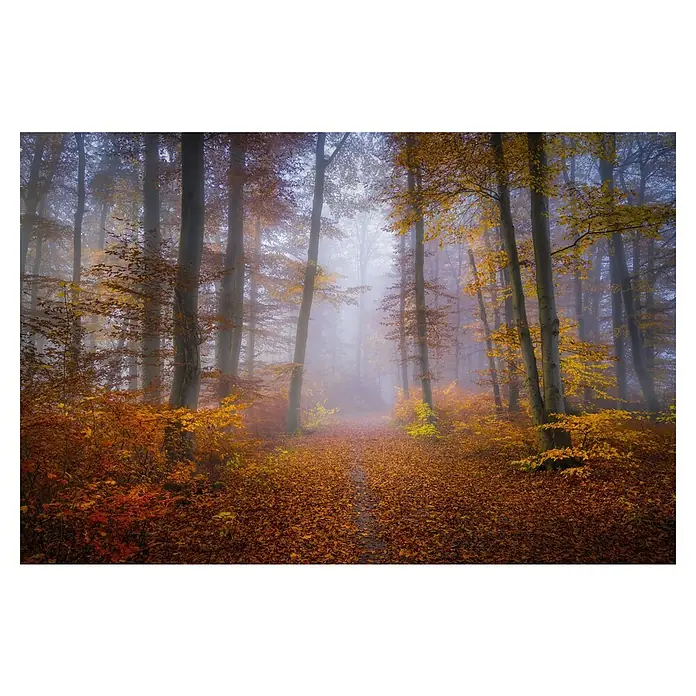Papermoon Premium collection Fototapete Oktober Trail - B x H: 200 x 149 cm, Vlies - Herbstwald im Nebel: Ein Weg schlängelt sich durch einen Wald mit Bäumen in Herbstfarben, gehüllt in dichten Nebel.