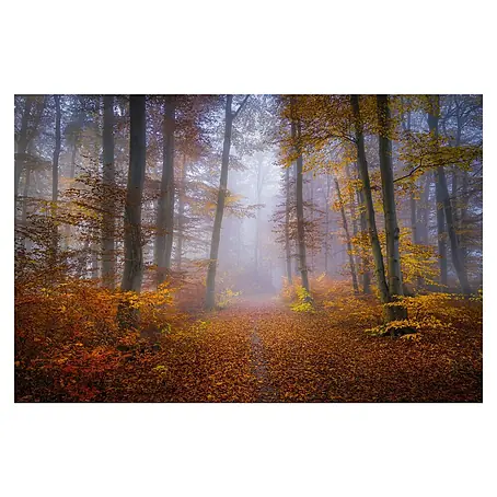 Papermoon Premium collection Fototapete Oktober Trail