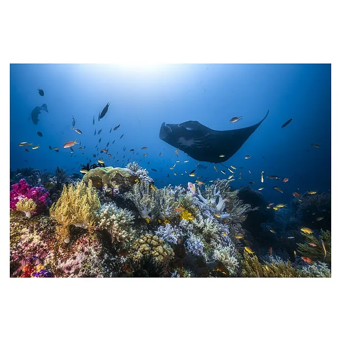 Papermoon Premium collection Fototapete Manta auf dem Riff - B x H: 250 x 186 cm, Vlies - Ein prächtiger Rochen schwebt über einem farbenfrohen Korallenriff, umgeben von zahlreichen kleinen Fischen, eine wunderschöne Unterwasseraufnahme.