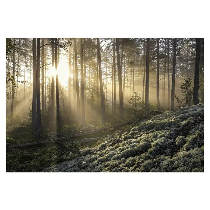 Papermoon Premium collection Fototapete Sonnenschein im nebligen Mooswald - B x H: 500 x 280 cm, Vlies - Sonnenstrahlen durchdringen einen Wald mit hoch aufragenden Bäumen, wobei das Licht auf einen bewachsenen Hügel scheint und die friedliche Atmosphäre hervorhebt.