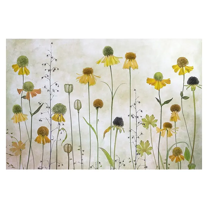 Papermoon Premium collection Fototapete Helenium - B x H: 450 x 280 cm, Vlies - Ein Feld von Rudbeckien und Saatgutständen auf einem hellen Hintergrund, ideal für florale Dekorationen oder botanische Illustrationen.