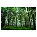 Papermoon Premium collection Fototapete Blick auf den Wald 