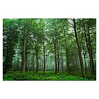 Papermoon Premium collection Fototapete Blick auf den Wald (B x H: 350 x 260 cm, Vlies)