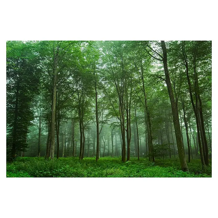 Papermoon Premium collection Fototapete Blick auf den Wald - B x H: 300 x 223 cm, Vlies - Dichter Wald mit grünen Bäumen und nebligem Hintergrund. Hohe Bäume mit üppigem Laub in einer ruhigen, natürlichen Umgebung.