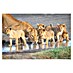Papermoon Premium collection Fototapete Waress am Wasserloch 