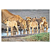 Papermoon Premium collection Fototapete Waress am Wasserloch (B x H: 400 x 260 cm, Vlies) | BAUHAUS