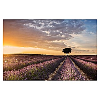 Papermoon Premium collection Fototapete Ziel-Lavendel (B x H: 200 x 149 cm, Vlies)