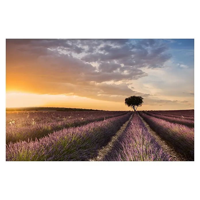 Papermoon Premium collection Fototapete Ziel-Lavendel - B x H: 350 x 260 cm, Vlies - Ein Lavendelfeld erstreckt sich bis zum Horizont, mit einem einzelnen Baum unter einem farbenprächtigen Sonnenuntergang.