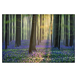 Papermoon Premium collection Fototapete Tagträume Bluebells (B x H: 450 x 280 cm, Vlies)