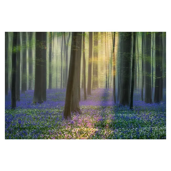 Papermoon Premium collection Fototapete Tagträume Bluebells - B x H: 250 x 186 cm, Vlies - Ein bezaubernder Wald mit blauen Glockenblumen, durch die das Sonnenlicht dringt, schafft eine märchenhafte Szene.
