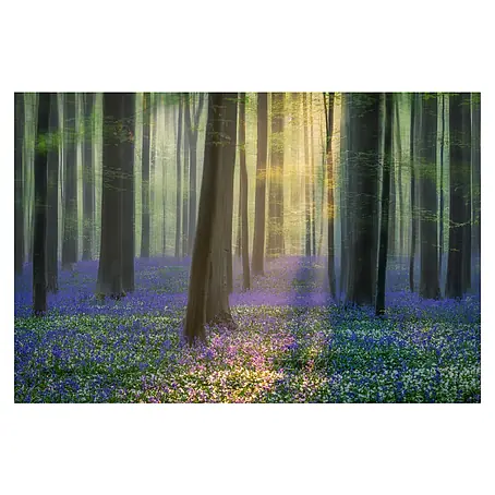 Papermoon Premium collection Fototapete Tagträume Bluebells