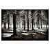 Papermoon Premium collection Fototapete Beginn des Winters 
