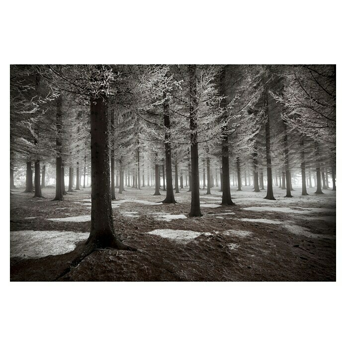 Papermoon Premium collection Fototapete Beginn des Winters (B x H: 300 x 223 cm, Vlies) | BAUHAUS