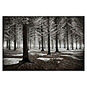Papermoon Premium collection Fototapete Beginn des Winters (B x H: 300 x 223 cm, Vlies) | BAUHAUS