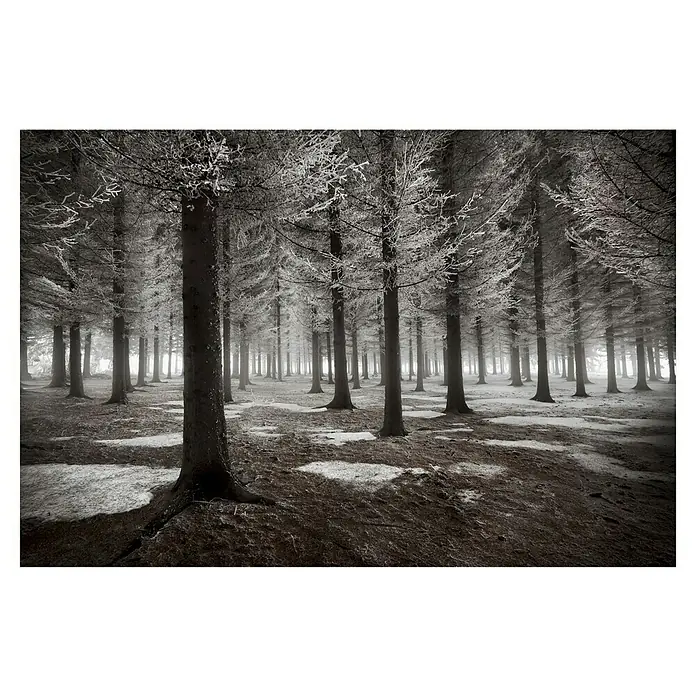 Papermoon Premium collection Fototapete Beginn des Winters - B x H: 500 x 280 cm, Vlies - Winterliche Waldszene mit verschneiten Bäumen und mystischer Atmosphäre. Die Bäume bilden ein beeindruckendes Muster in der nebelverhangenen Landschaft.