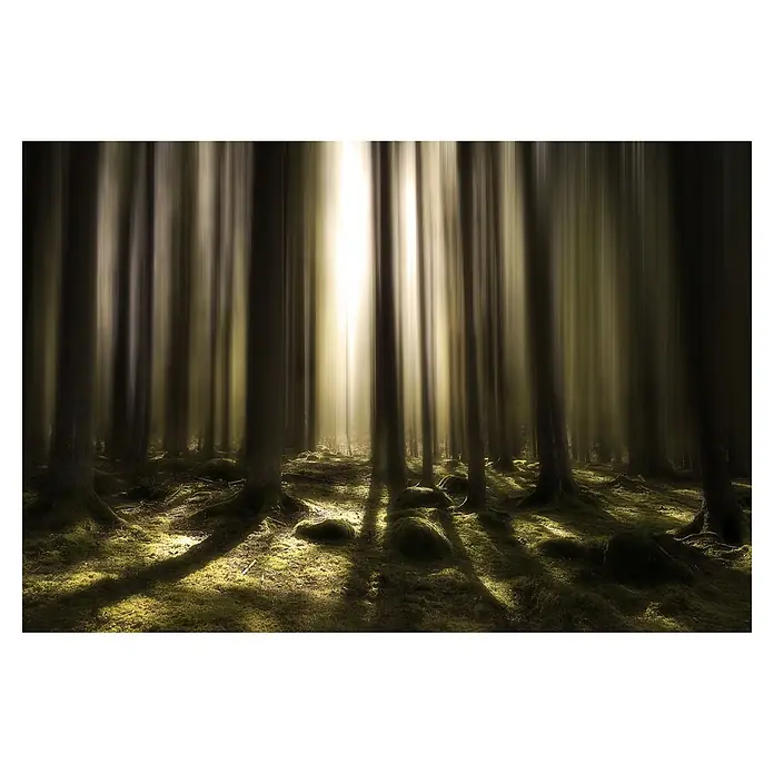 Papermoon Premium collection Fototapete Atem des Lebens - B x H: 250 x 186 cm, Vlies - Lichtstrahlen durchdringen einen dichten Wald und erhellen den moosbedeckten Boden, wodurch eine mystische Atmosphäre entsteht.
