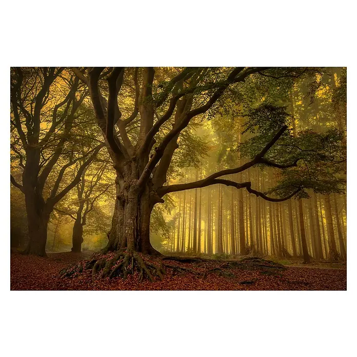 Papermoon Premium collection Fototapete Alter Baum - B x H: 400 x 260 cm, Vlies - Mystischer Wald im Herbst: Alte Bäume mit markanten Wurzeln und goldenem Laub. Stimmungsvolle Szene mit Nebel und warmem Lichtspiel.