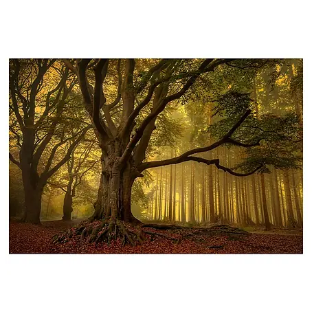 Papermoon Premium collection Fototapete Alter Baum