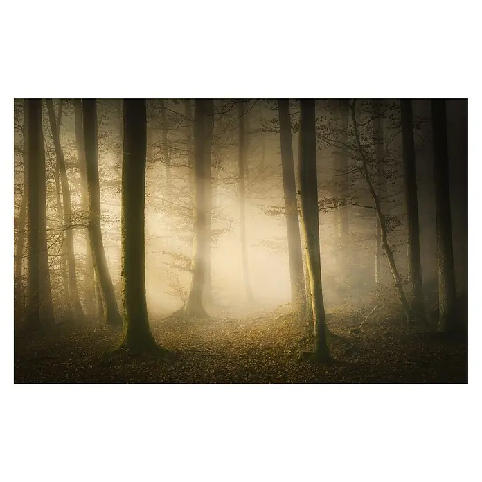 Papermoon Premium collection Fototapete November flüstert - B x H: 250 x 186 cm, Vlies - Mystischer Wald: Nebel umhüllt Baumstämme, das Licht erzeugt eine ruhige, geheimnisvolle Atmosphäre, die dieses atmosphärische Naturbild auszeichnet.