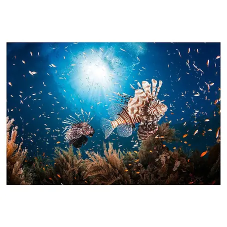 Papermoon Premium collection Fototapete Lionfish