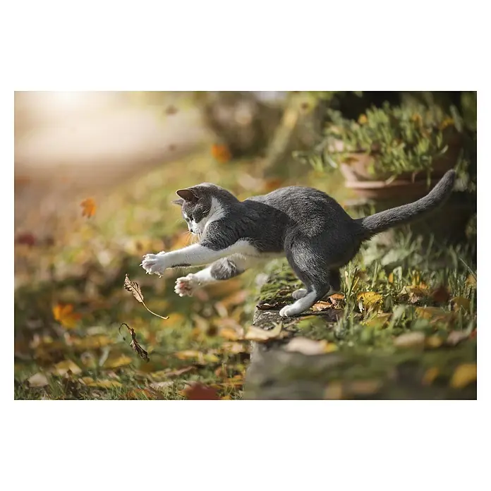 Papermoon Premium collection Fototapete Herbstspiel - B x H: 350 x 260 cm, Vlies - Eine verspielte Katze springt nach fallenden Blättern, ein dynamisches Bild von Herbstfreude und Katzenagilität.