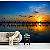 Papermoon Premium collection Fototapete Sunset Camel Ride (B x H: 350 x 260 cm, Vlies) | BAUHAUS