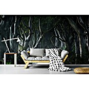 Papermoon Premium collection Fototapete Dunkle Hedges (B x H: 350 x 260 cm, Vlies) | BAUHAUS