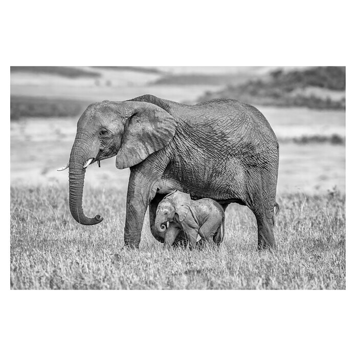 Papermoon Premium collection Fototapete Elefantenmutter mit Baby (B x H: 450 x 280 cm, Vlies)