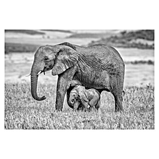 Papermoon Premium collection Fototapete Elefantenmutter mit Baby (B x H: 200 x 149 cm, Vlies)