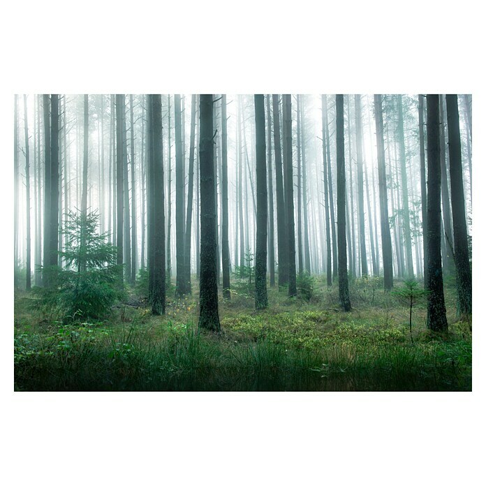 Papermoon Premium collection Fototapete See im Wald (B x H: 450 x 280 cm, Vlies) | BAUHAUS