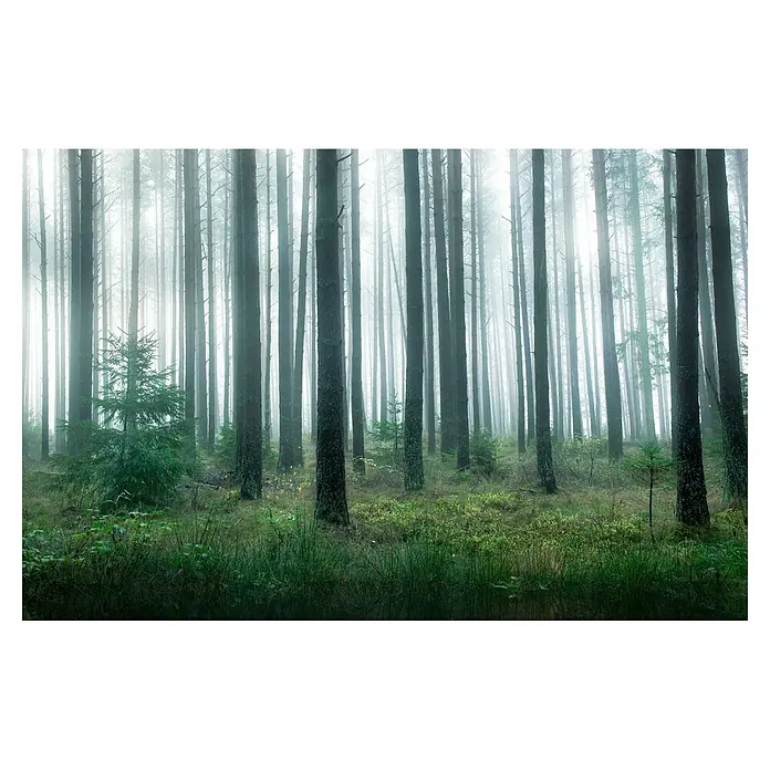 Papermoon Premium collection Fototapete See im Wald - B x H: 250 x 186 cm, Vlies - Mystischer Wald mit hohen Bäumen im Nebel. Die Szenerie erzeugt eine ruhige und geheimnisvolle Atmosphäre in der Natur.