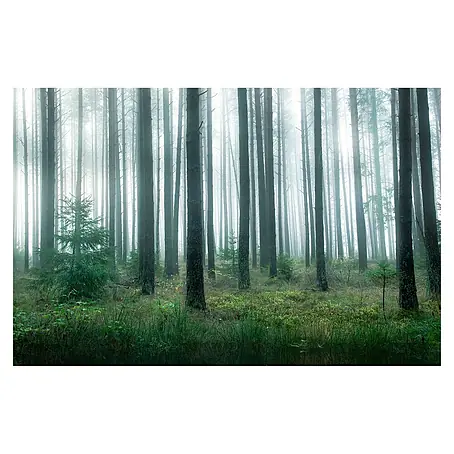 Papermoon Premium collection Fototapete See im Wald