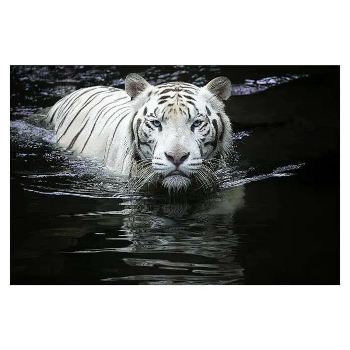 Papermoon Premium collection Fototapete Anzusehen - B x H: 250 x 186 cm, Vlies - Ein majestätischer weißer Tiger schwimmt im dunklen Wasser, sein Blick ist intensiv und seine Augen leuchten hellblau.