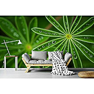 Papermoon Premium collection Fototapete Perlige Lupine (B x H: 200 x 149 cm, Vlies)