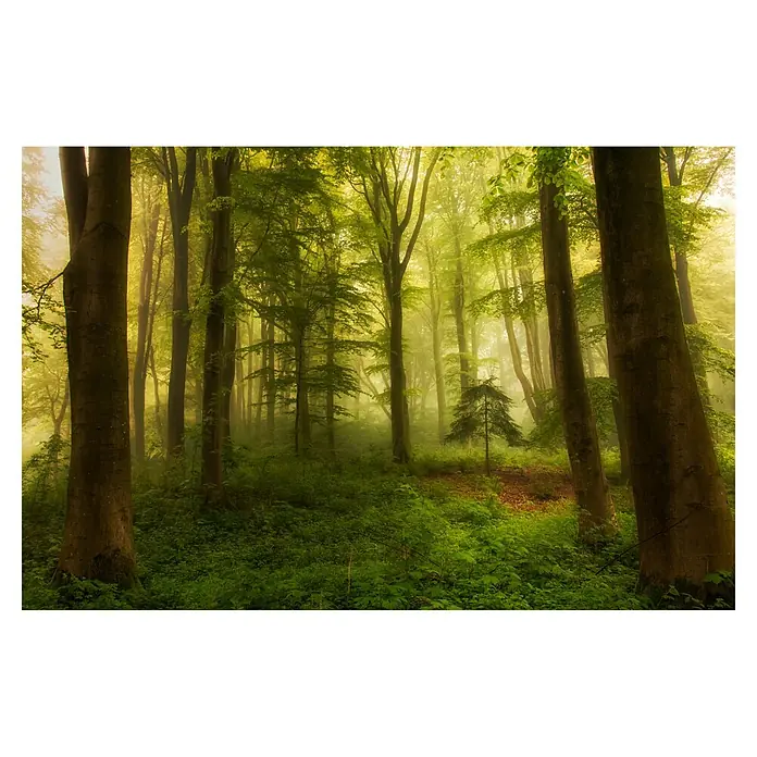 Papermoon Premium collection Fototapete Der kleine Baum - B x H: 300 x 223 cm, Vlies - Nebliger Wald mit üppigem Grün. Die Bäume ragen hoch auf und schaffen eine geheimnisvolle und ruhige Atmosphäre.