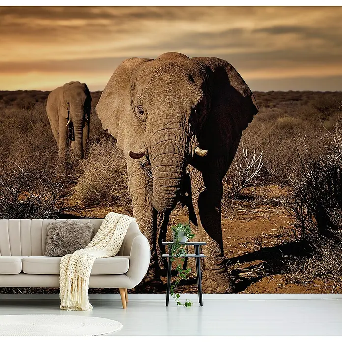 Papermoon Premium collection Fototapete Gross - B x H: 350 x 260 cm, Vlies - Wanddekor mit Elefantenmotiv. Eine elegante Dekoration, die jedem Raum einen Hauch von Wildnis und Abenteuer verleiht.