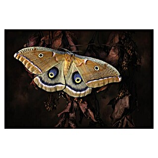 Papermoon Premium collection Fototapete Schmetterling (B x H: 300 x 223 cm, Vlies)