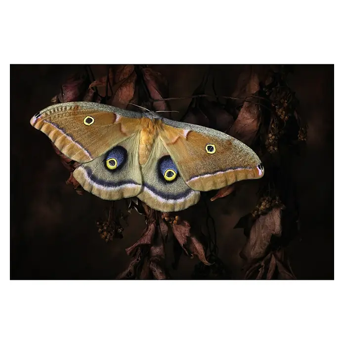 Papermoon Premium collection Fototapete Schmetterling - B x H: 400 x 260 cm, Vlies - Detailaufnahme eines prächtigen Nachtpfauenauges mit auffälligen Augenmustern auf braunem Laub.