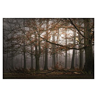 Papermoon Premium collection Fototapete Mystische Waldaura (B x H: 500 x 280 cm, Vlies)