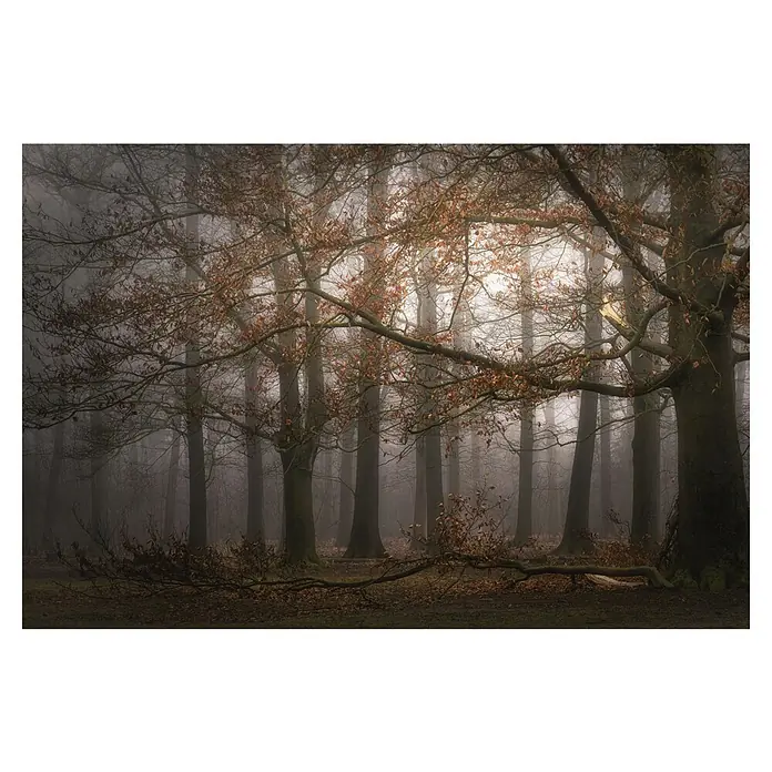 Papermoon Premium collection Fototapete Mystische Waldaura - B x H: 250 x 186 cm, Vlies - Nebelverhangener Wald mit kahlen Bäumen und einem Hauch von Herbstlaub, der eine stimmungsvolle, geheimnisvolle Atmosphäre erzeugt.