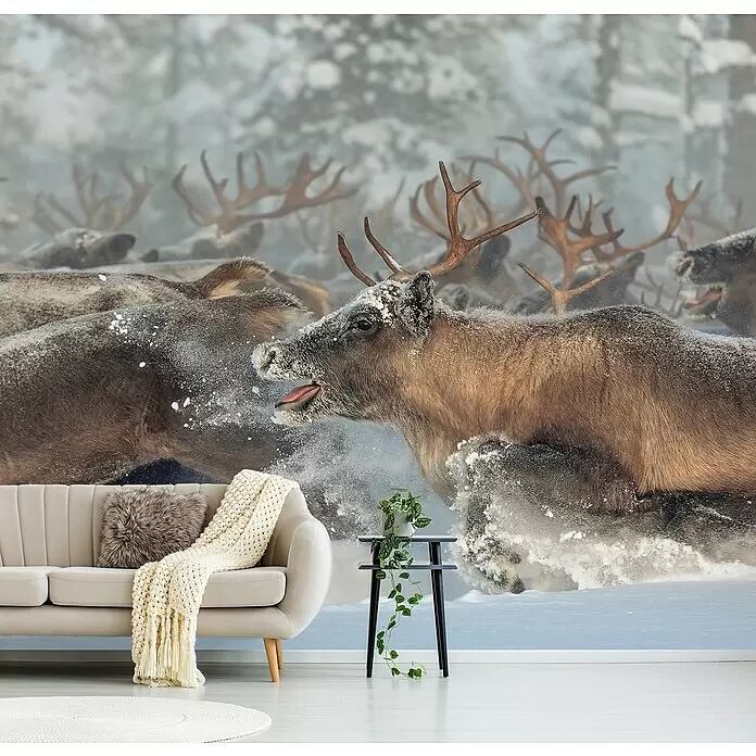 Papermoon Premium collection Fototapete Rentierrennen - B x H: 400 x 260 cm, Vlies - Helles beiges Sofa mit cremefarbener Strickdecke und Fellkissen, schwarzer Beistelltisch mit Grünpflanze in einem Raum mit Rentier-Wandbild.