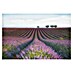 Papermoon Premium collection Fototapete Velours de lavender 