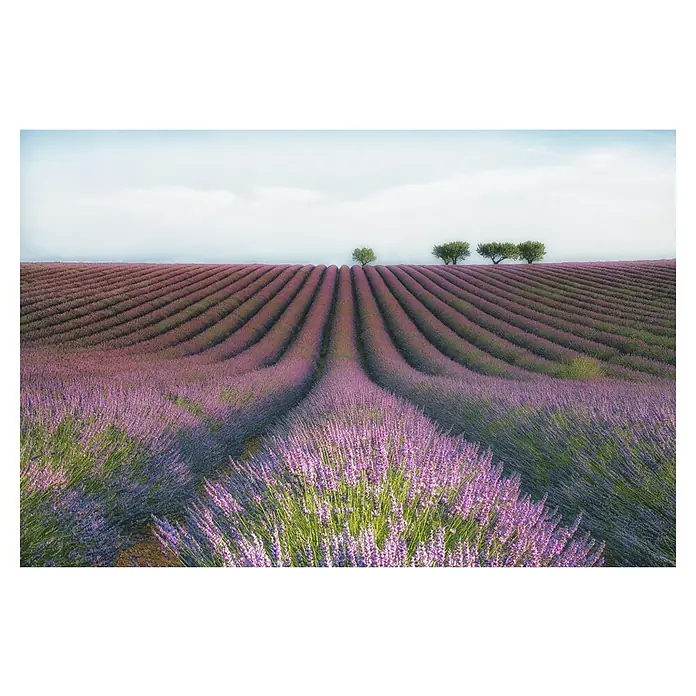 Papermoon Premium collection Fototapete Velours de lavender - B x H: 400 x 260 cm, Vlies - Ein lila Lavendelfeld erstreckt sich bis zum Horizont, mit drei Bäumen in der Ferne unter einem blassen Himmel.