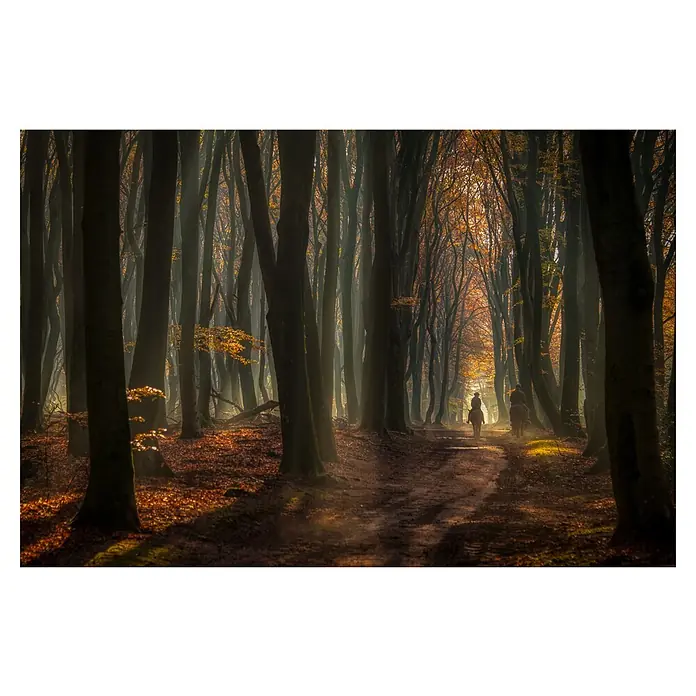 Papermoon Premium collection Fototapete Frühe Reiten - B x H: 400 x 260 cm, Vlies - Pferd und Reiter auf einem Waldweg im Herbstlicht, stimmungsvolle Szene mit goldenem Laub.